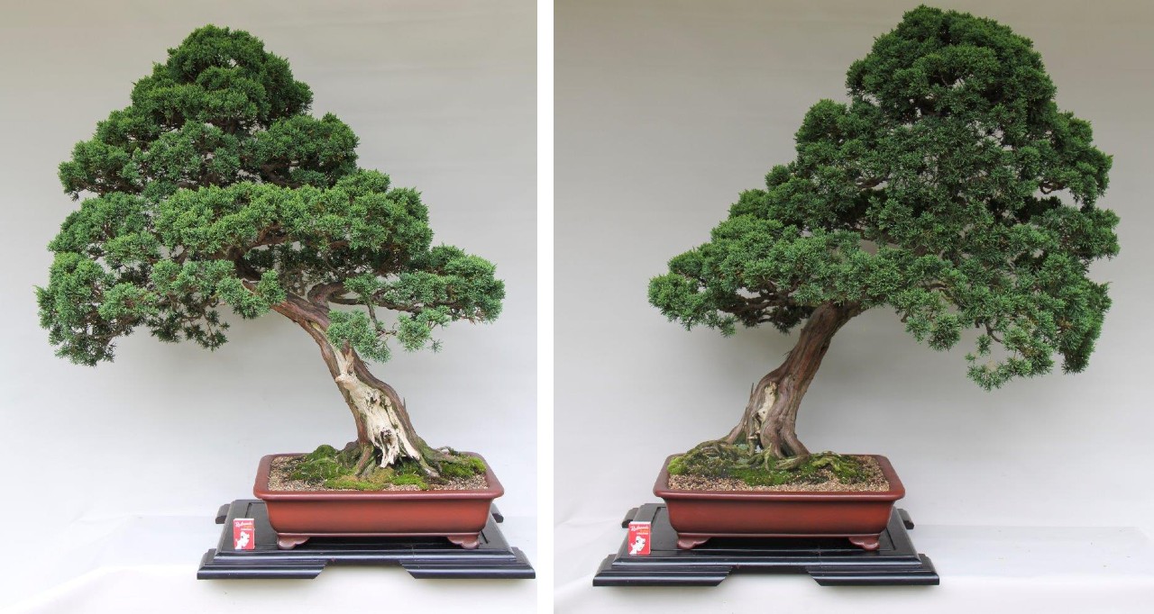 Juniperus Media Blaauw