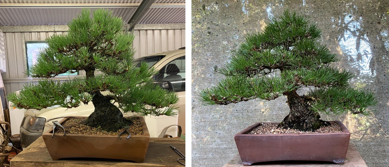 Japanese Black Pine 106 2021 03 24