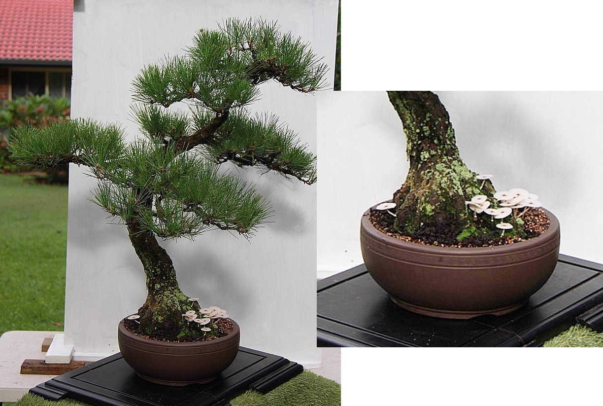 Japanese Black Pine mikawa gallery bonsai sold