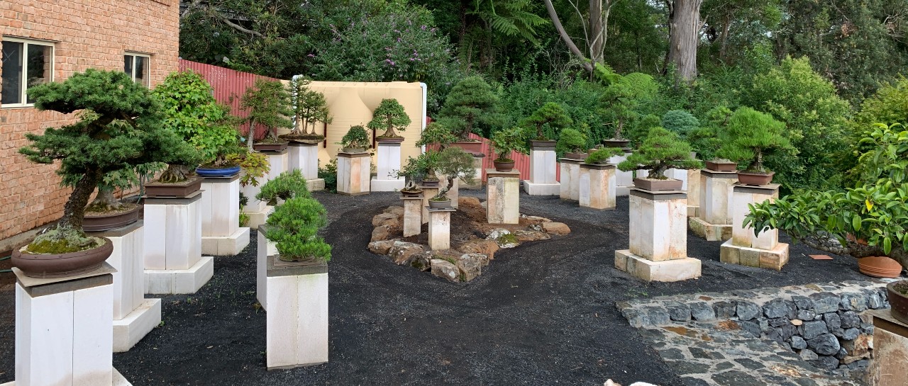 australian bonsai gallery progress