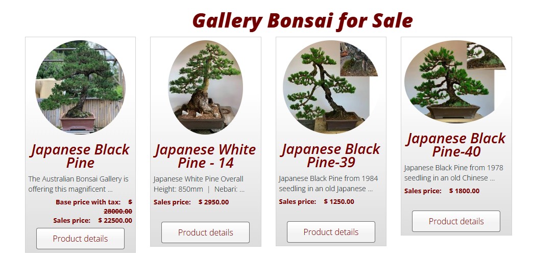 bonsai sale 2024 11