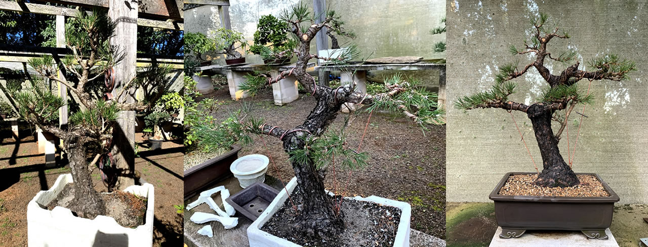 kuromatsu large stock02 first styling repotting