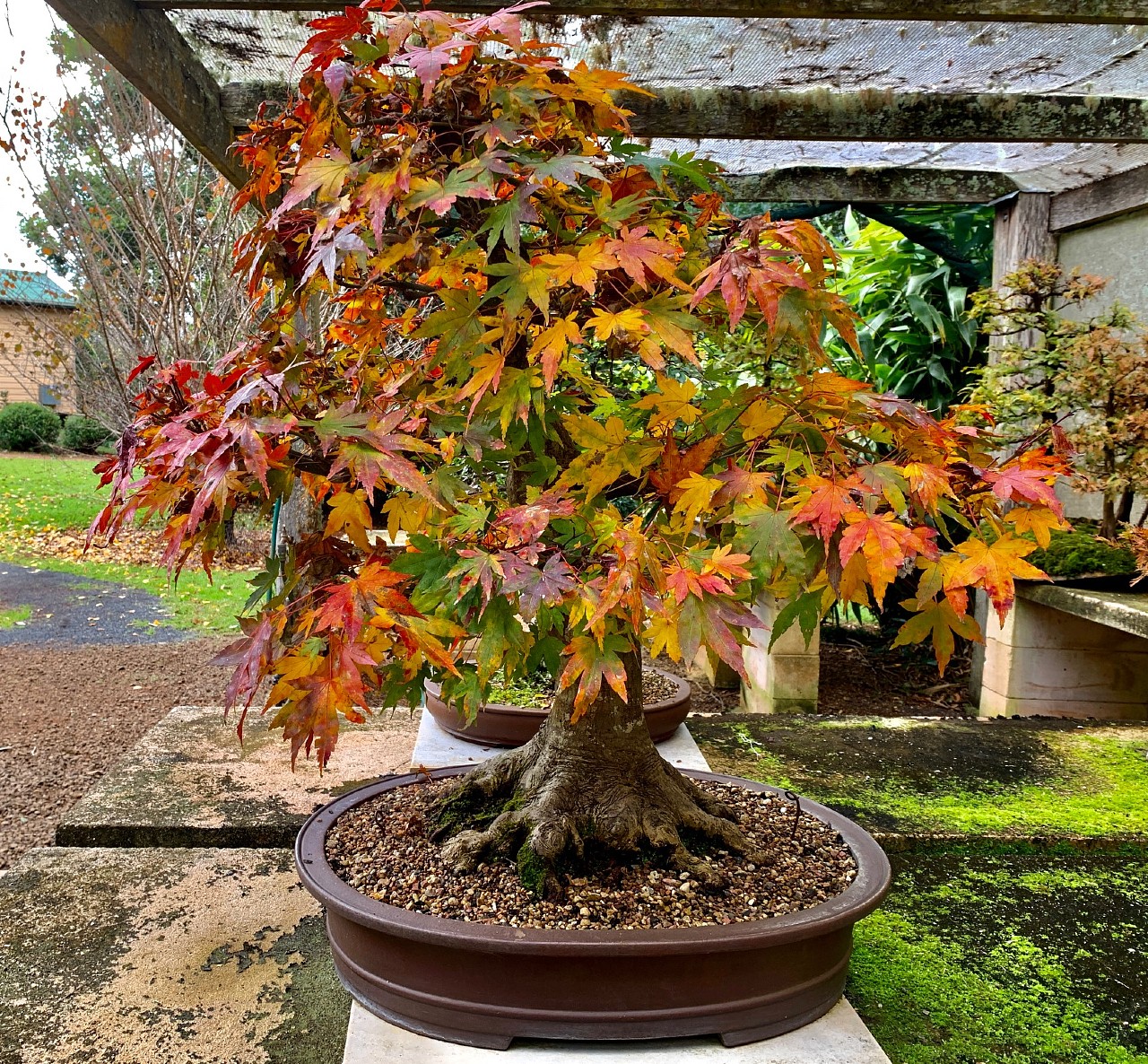 momiji winter 2021