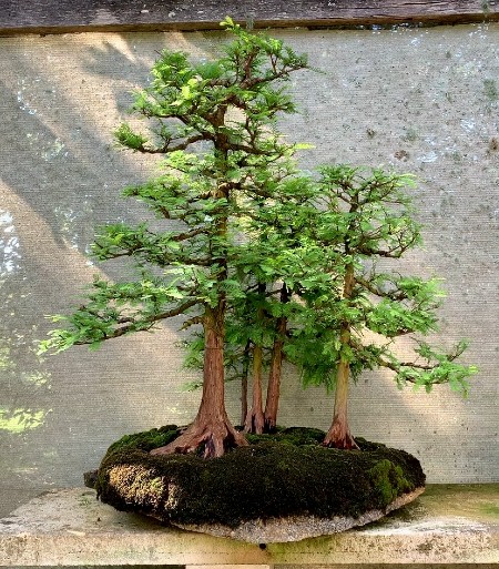 swamp cypress forest australian bonsai gallery