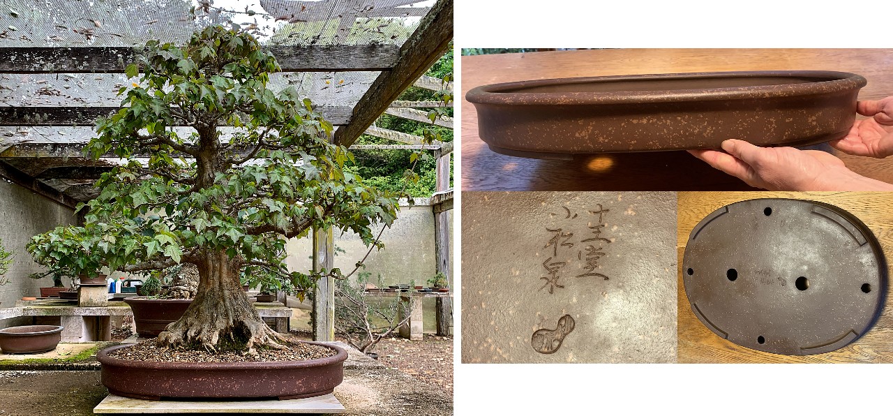 trident maple in yamaaki pot