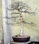 Chinese-Elm-08-winter
