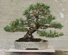 Japanese-black-pine-06