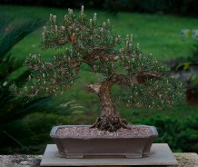 Japanese-black-pine-36