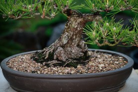 Japanese-black-pine-37-nebari