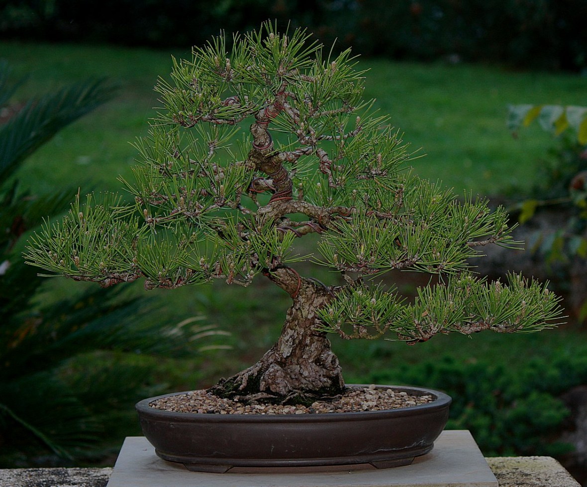 Japanese-black-pine-37
