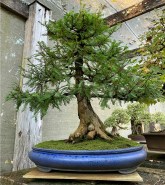 Swamp-Cypress-03a