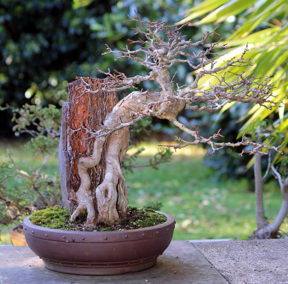 Trident-Maple-11