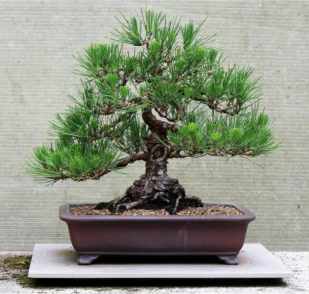 black-pine-05