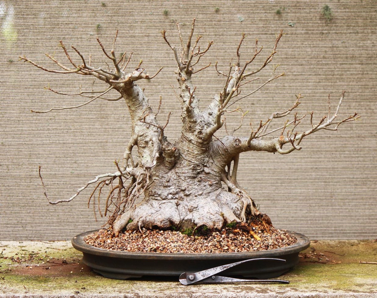 Ficus Rubiginosa