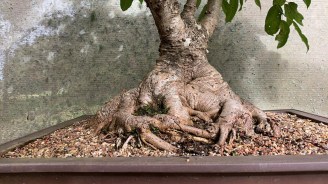 Bonsai For Sale 