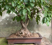 Bonsai For Sale 