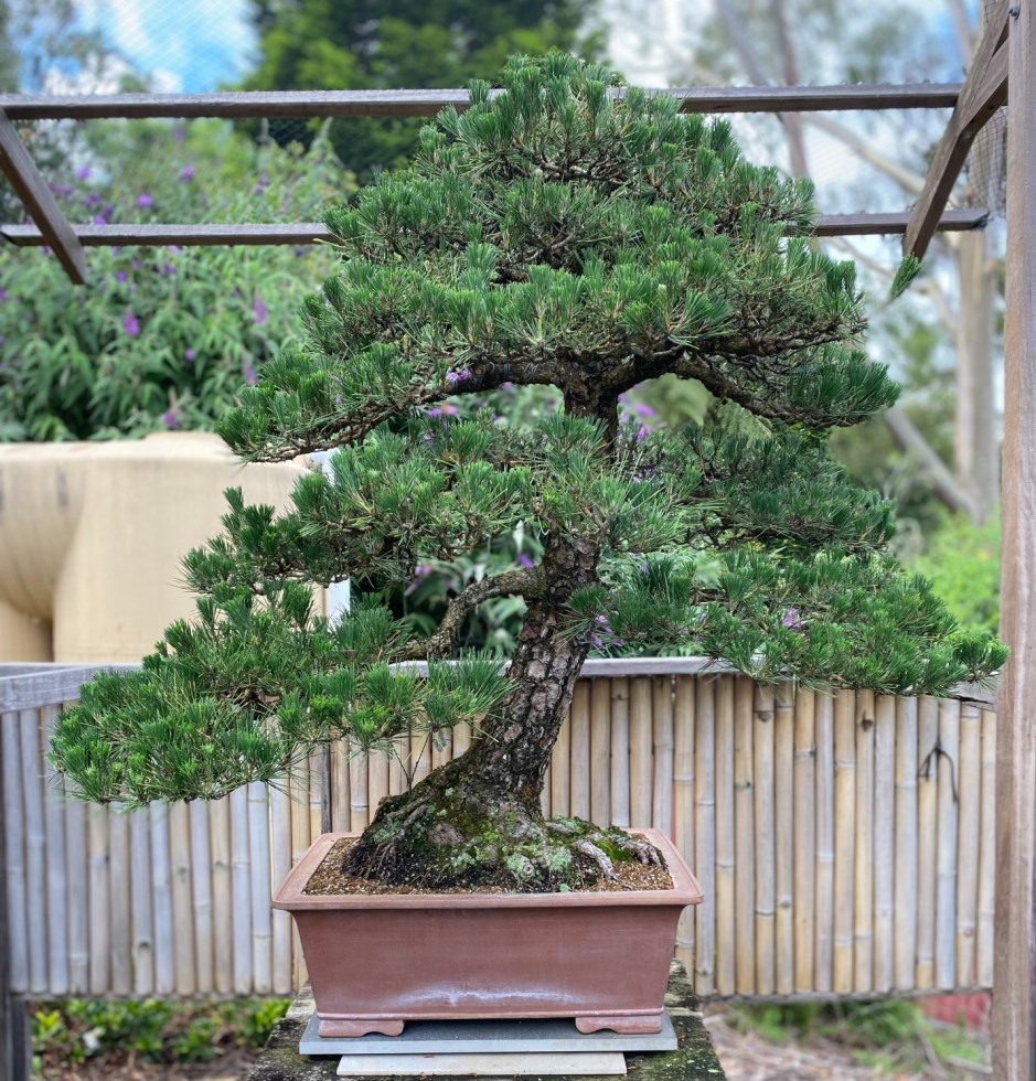 japanese-black-pine-Hachi-Uye