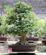 sakura-bonsai-gallery-trident-maple-01