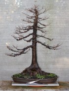 swamp-cypress-01ab