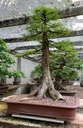 Bonsai For Sale 